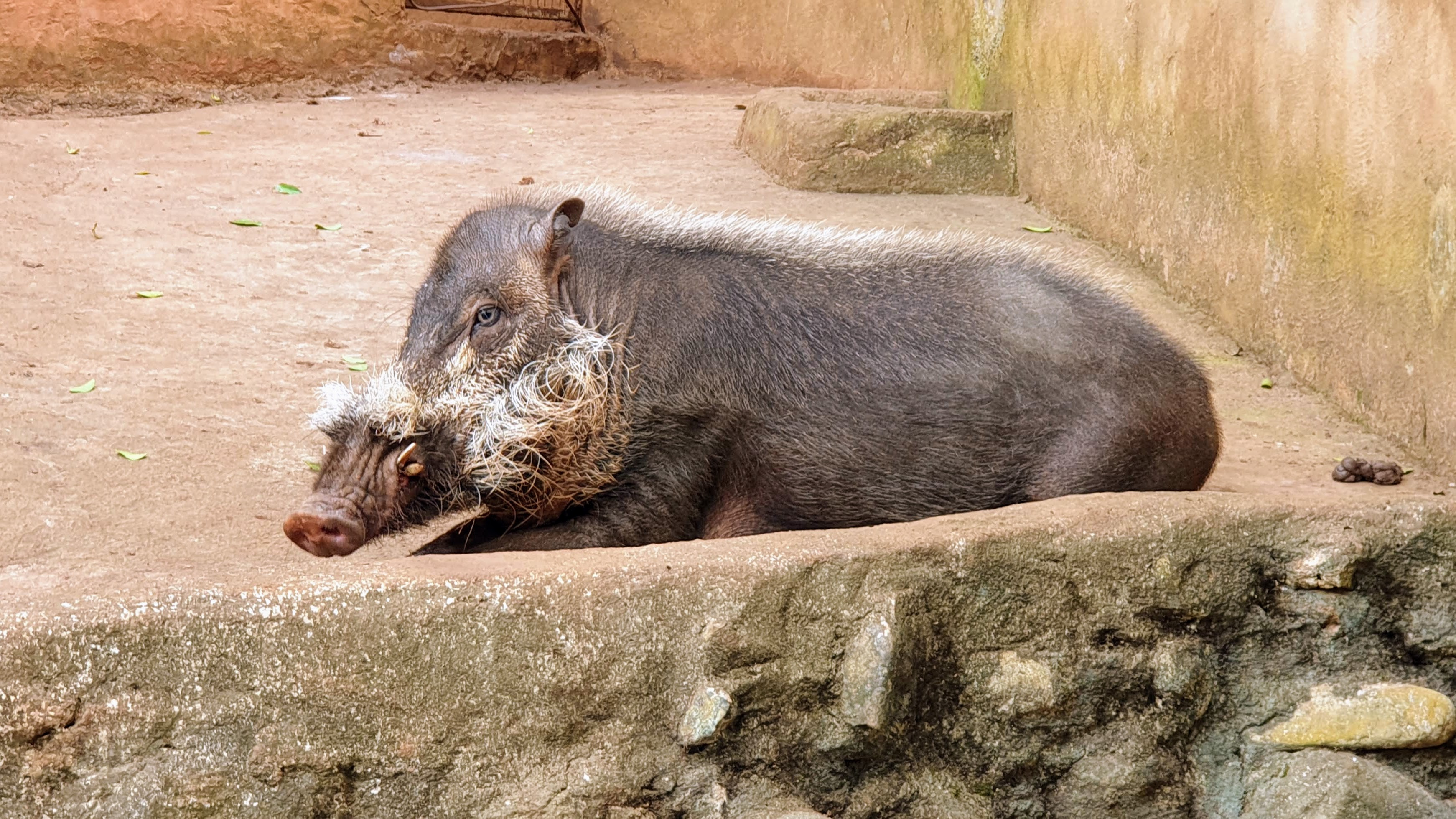 Palawan bearded pig